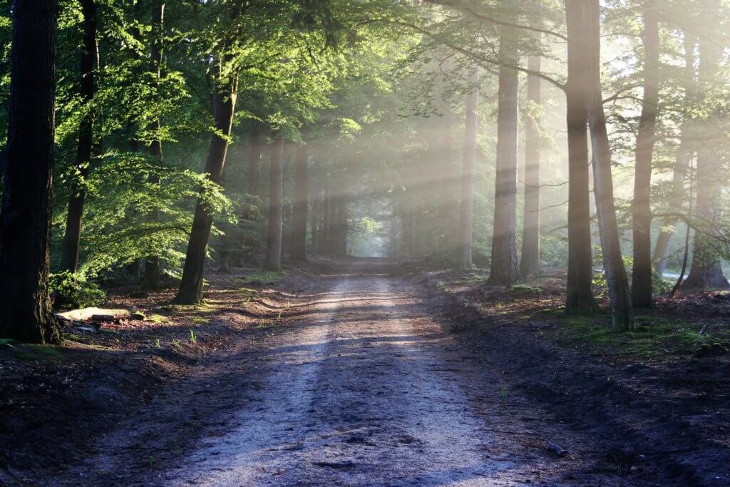 Long pathway through the woods leading home with sunlight shining so you have hope for when you feel far from God.