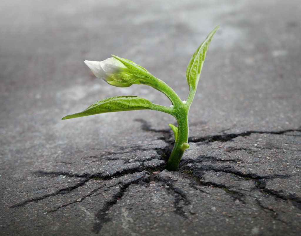 A flower blooming out of concrete to show good news for overcoming difficulty.