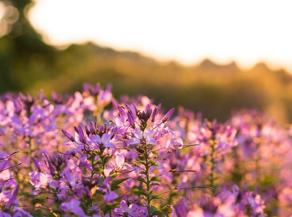 God's forgiveness in a field of purple flowers