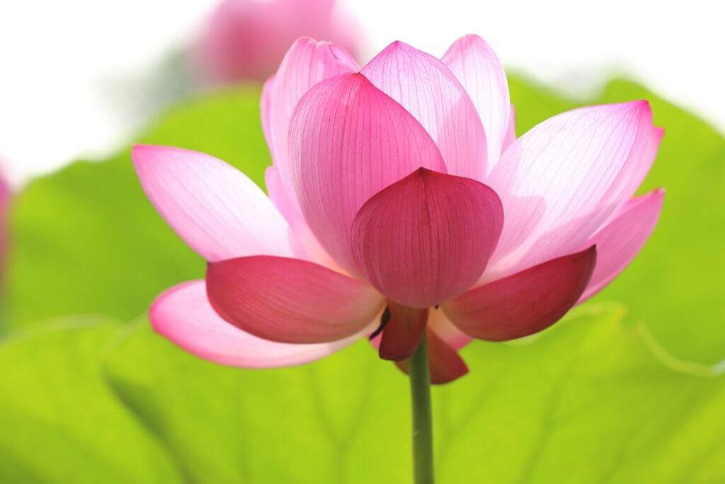 promise of peace lotus flower